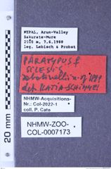 Etiketten zu Silesis sabatinellii (Platia & Schimmel, 1991) (NHMW-ZOO-COL-0007173)